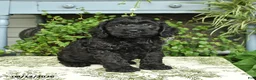 Cockapoo dogs for sale: Bear - Ad 1