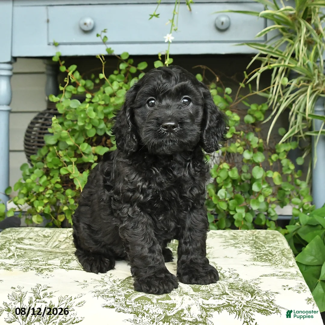 Cockapoo dogs for sale: Bear - Ad 1