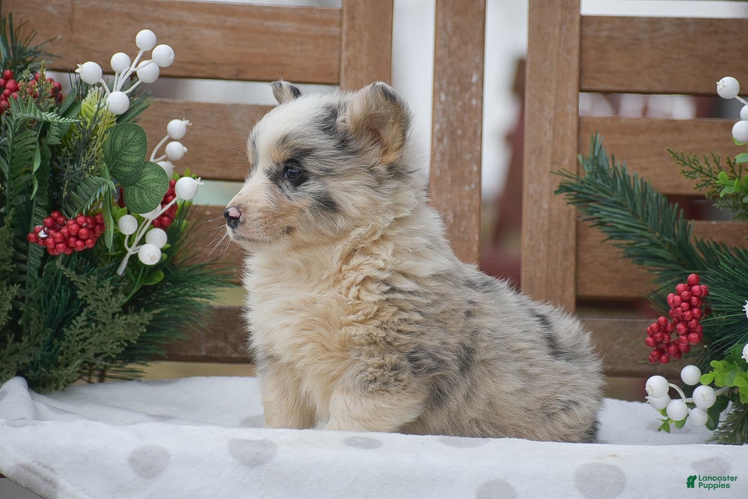 Welsh Corgi Pembroke dogs for sale: Major - Ad 2