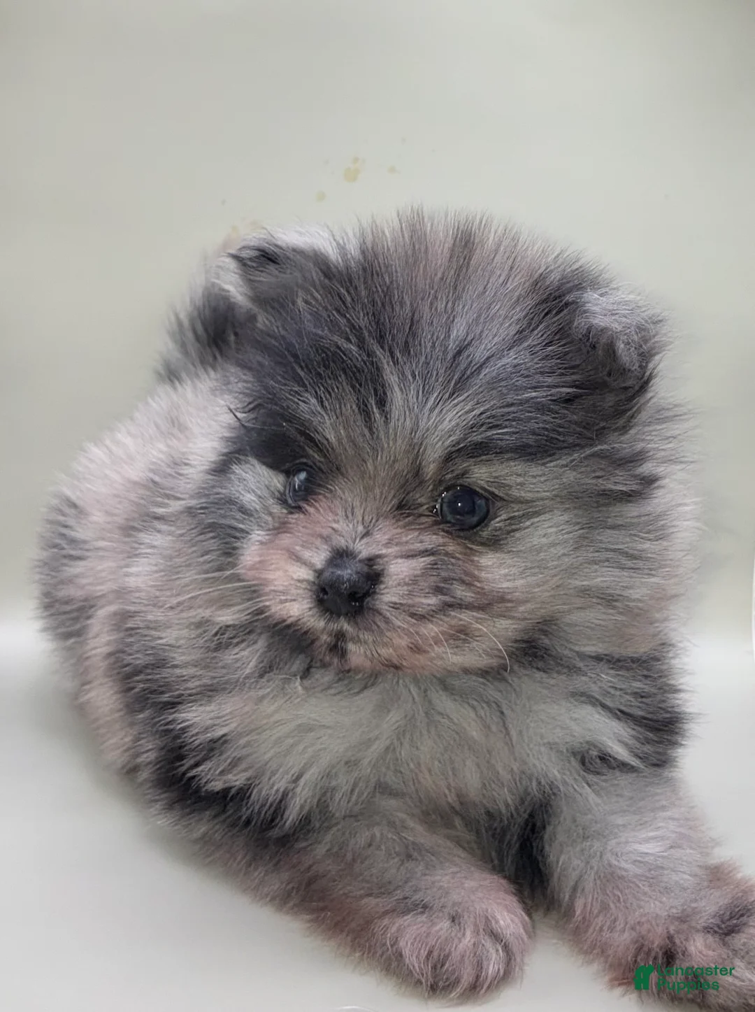 Pomeranian dogs for sale: Pomeranian Puppy 2 - Ad 1
