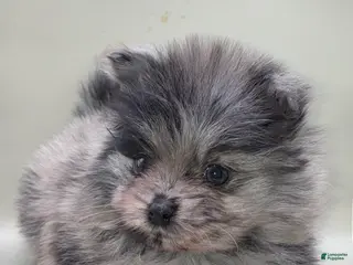 Pomeranian dogs for sale: Pomeranian Puppy 2 - Ad 3