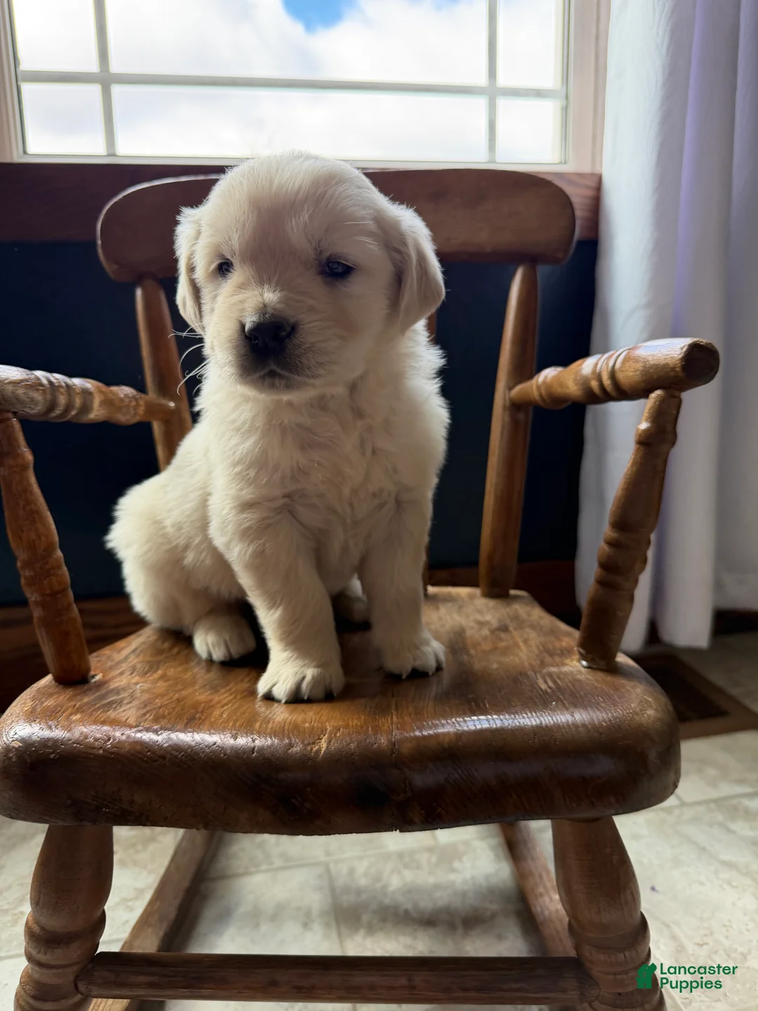 Golden Retriever dogs for sale: Banks - Ad 2