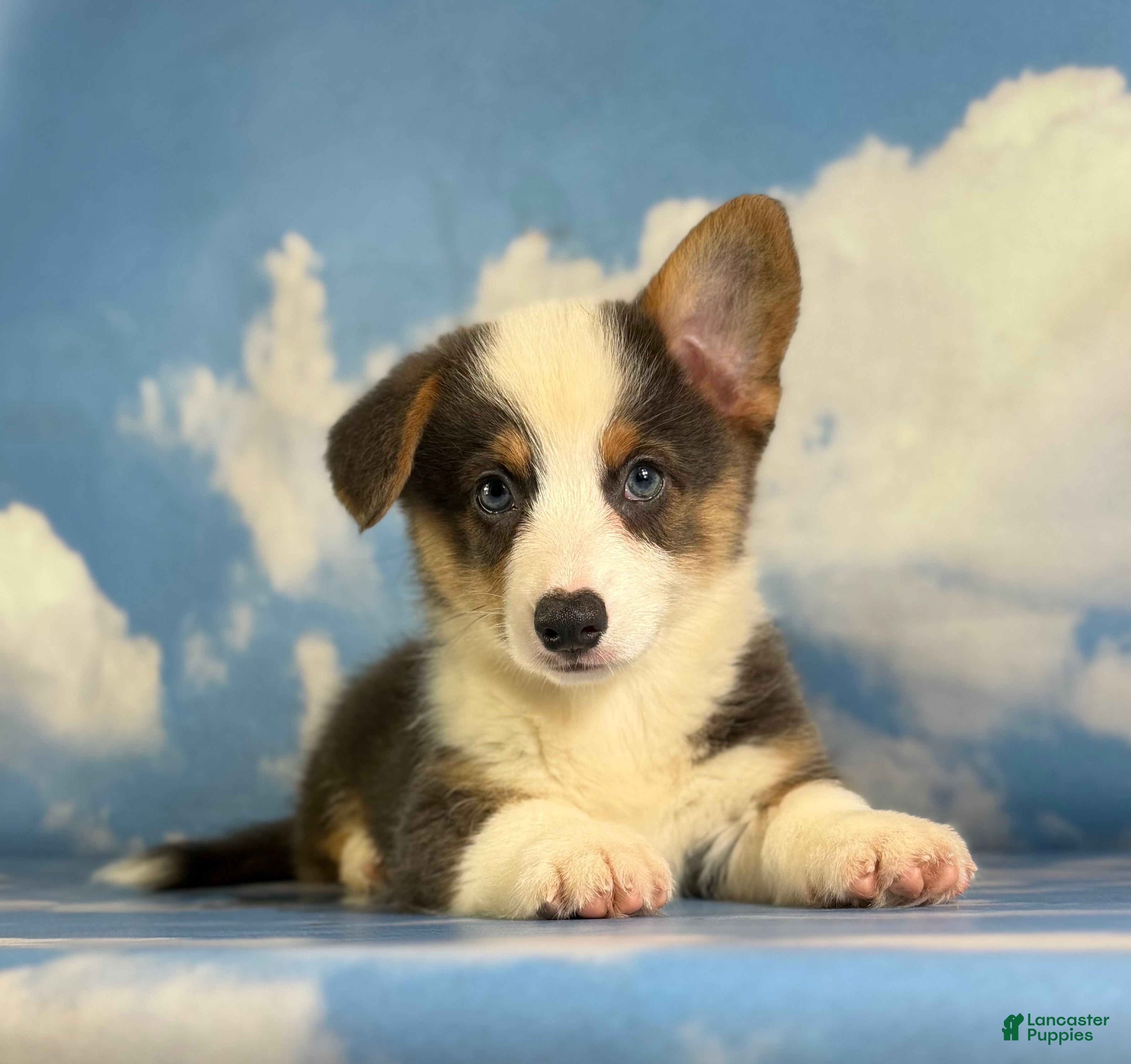 Welsh Corgi Pembroke dogs ACA Duke Bluie with full tail and fluffy carrier triple clear - Ad 1