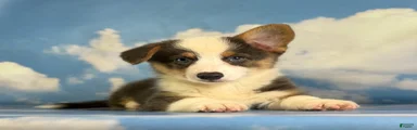 ACA Duke Bluie with full tail and fluffy carrier triple clear