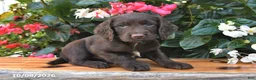 Cocker Spaniel dogs for sale: Everest - Ad 3