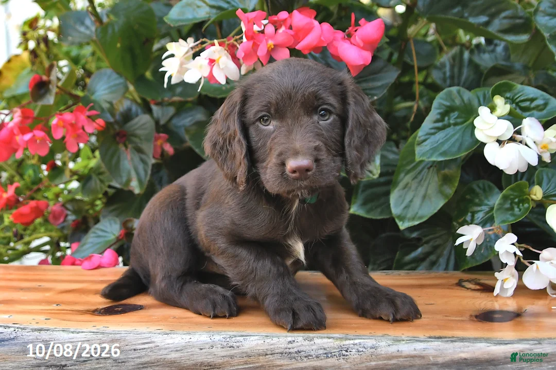 Cocker Spaniel dogs for sale: Everest - Ad 3