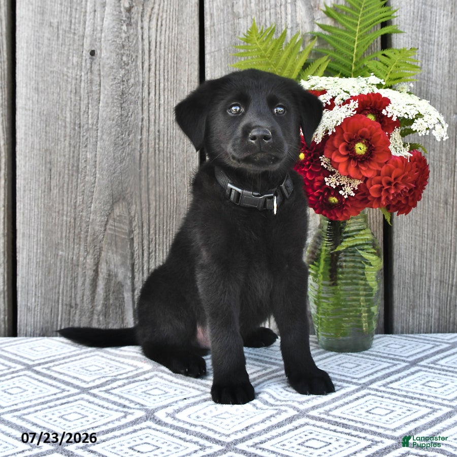 Mixed Breed dogs George - Ad 1