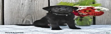 George