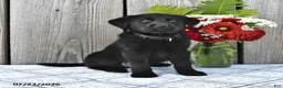 Mixed Breed dogs for sale: George - Ad 1