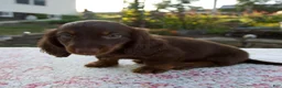 Miniature Dachshund dogs for sale: Niles - Ad 3