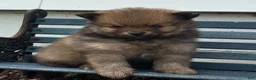 Pomeranian dogs for sale: Olivia  - Ad 6