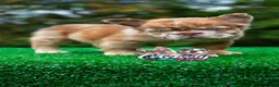 French Bulldog dogs for sale: “CINDERELLA” – Rare Rojo Fluffy Merle in California-USA Delivery - Ad 3