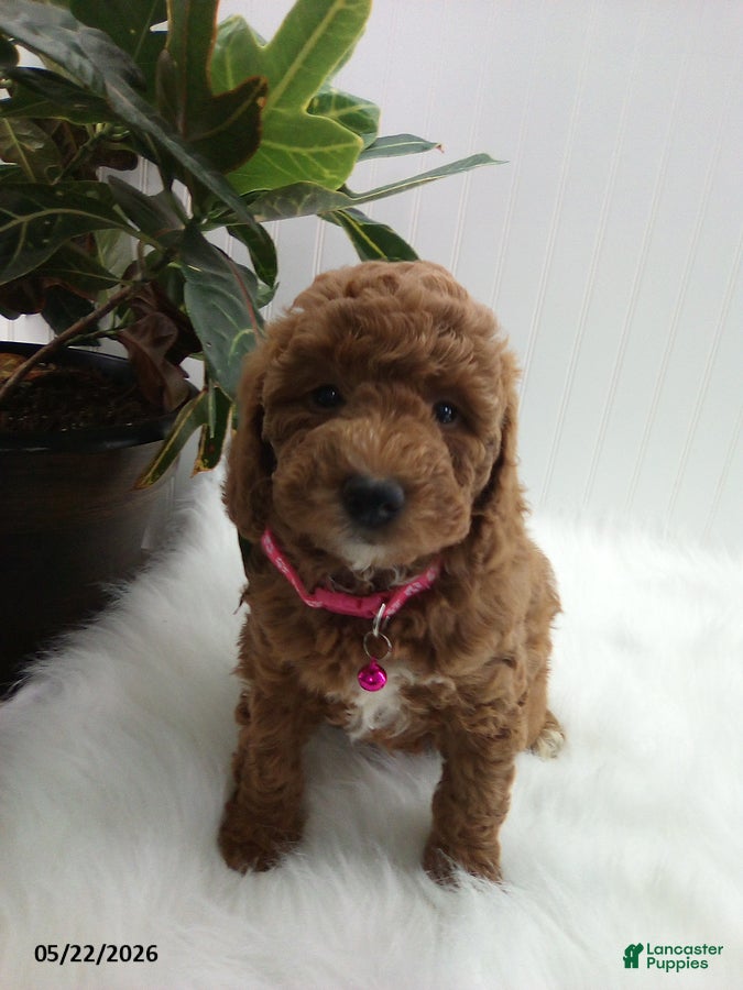 Miniature Poodle dogs Steph - Ad 1