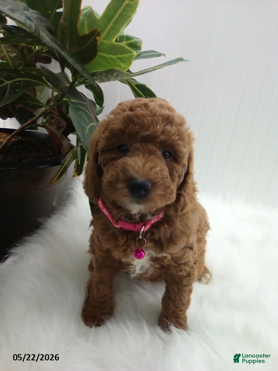 Miniature Poodle dogs for sale: Steph - Ad 1