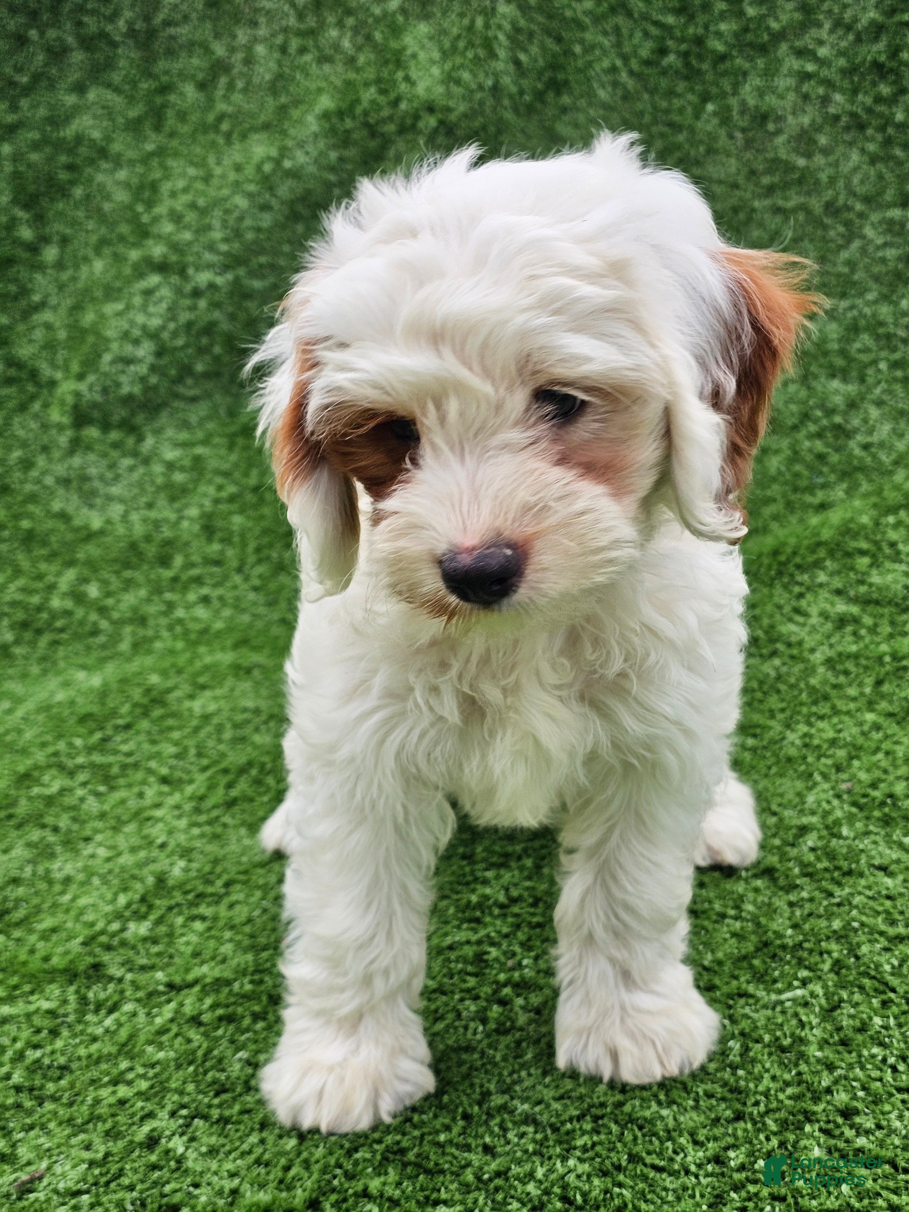 Cavapoo dogs Ice - Ad 2