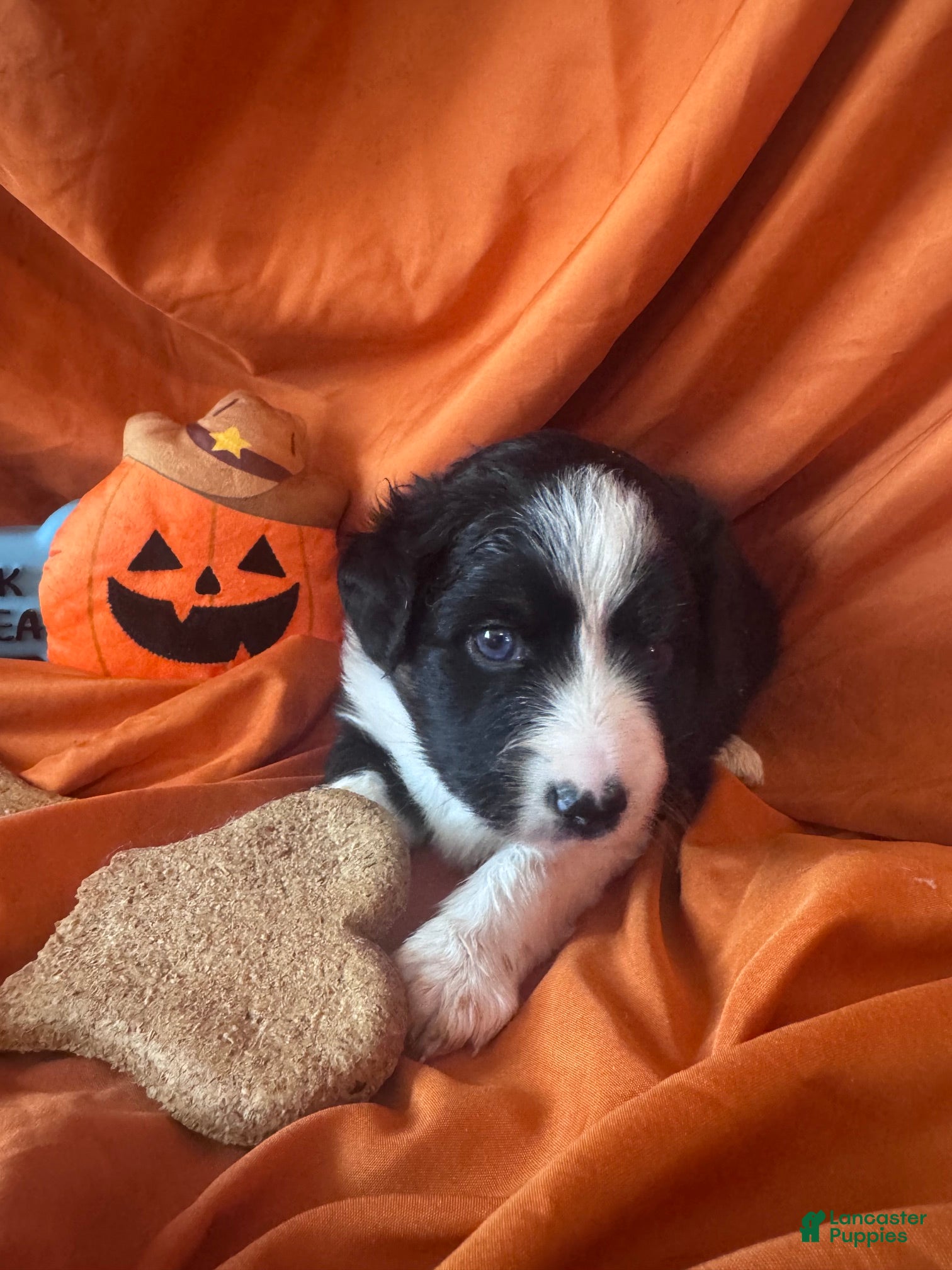 Miniature Australian Shepherd dogs Finlay - Ad 1