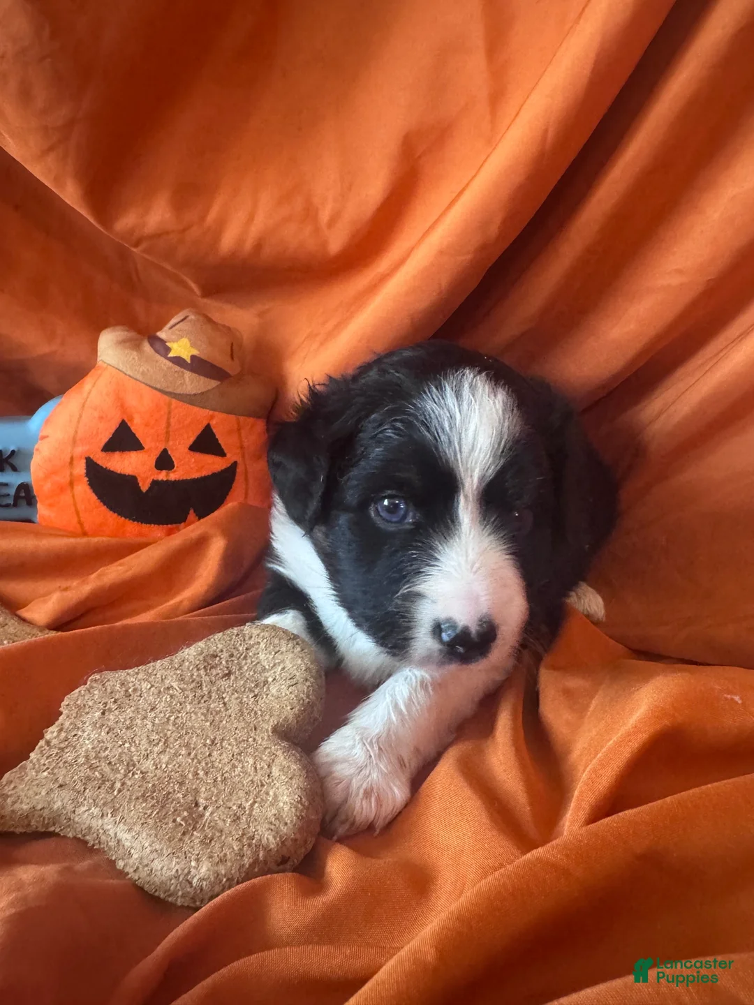 Miniature Australian Shepherd dogs for sale: Finlay - Ad 1