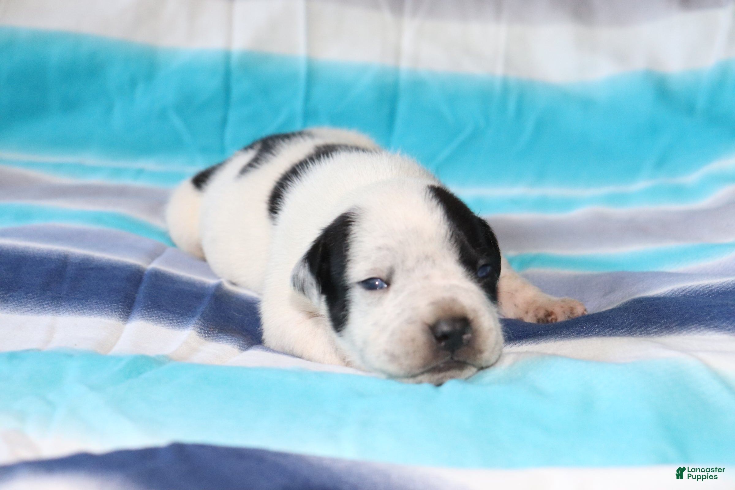 American Bully dogs Vader - Ad 8