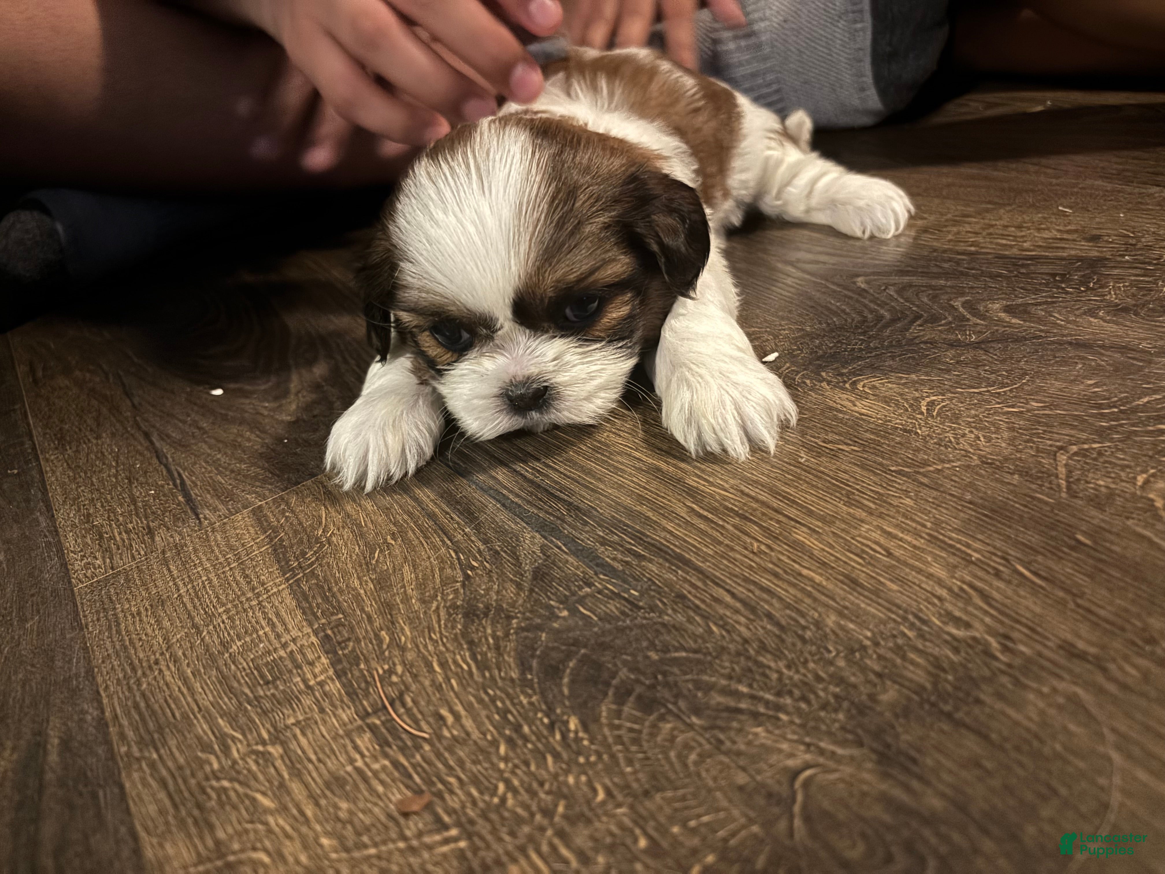 Shih Tzu dogs Bella - Ad 2