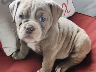 Olde English Bulldogge dogs Tonya - Ad 27