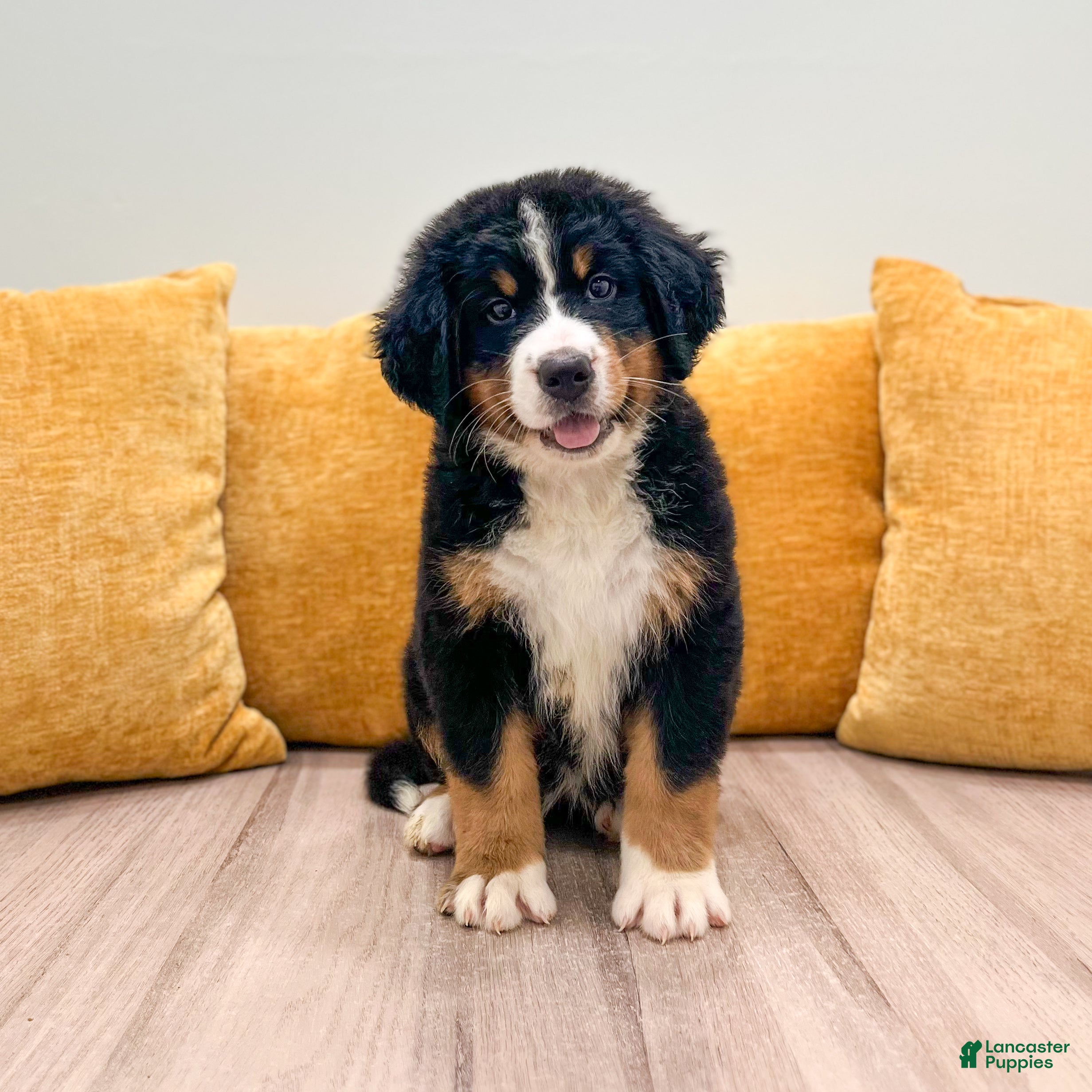 Bernese Mountain Dog dogs Bella - Ad 1