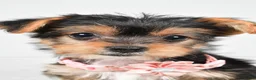 Yorkshire Terrier dogs for sale: Melody - Ad 6