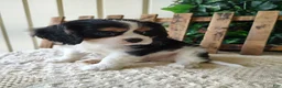 Cavalier King Charles Spaniel dogs for sale: Miles - Ad 7
