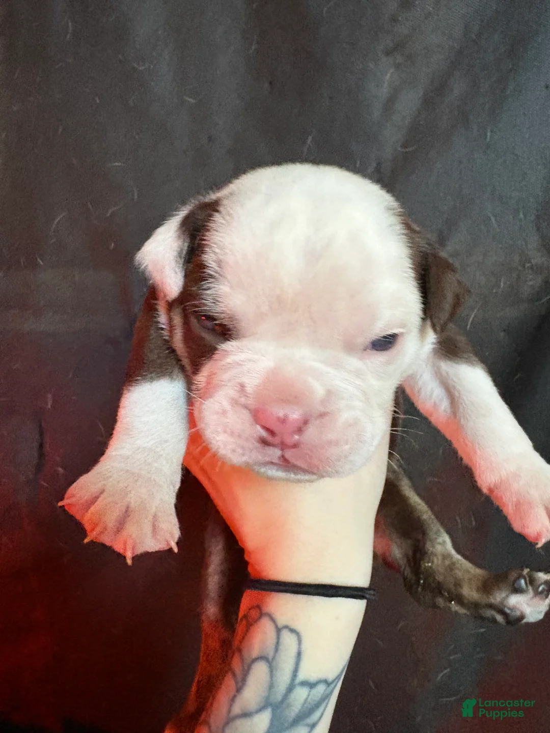 Olde English Bulldogge dogs for sale: Olde English Bulldogge Puppy 2 - Ad 1