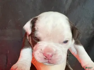 Olde English Bulldogge dogs Olde English Bulldogge Puppy 2 - Ad 24
