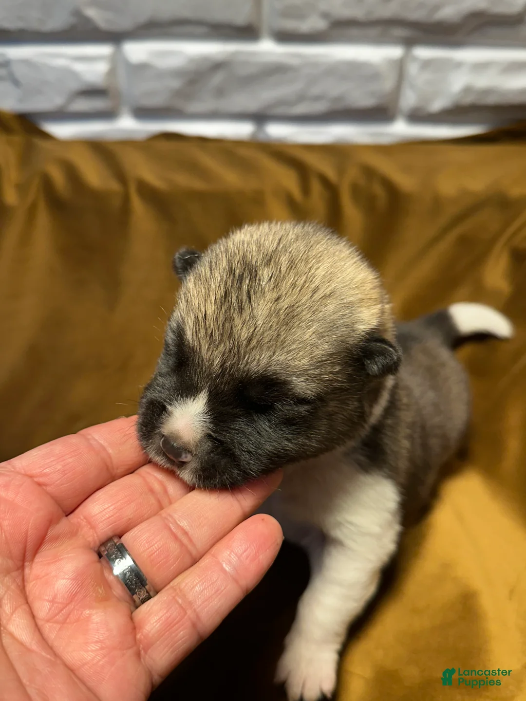 Akita dogs for sale: Halo - Ad 2