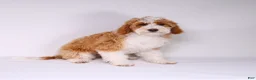 Mini Goldendoodle dogs for sale: Sabrina - Ad 3