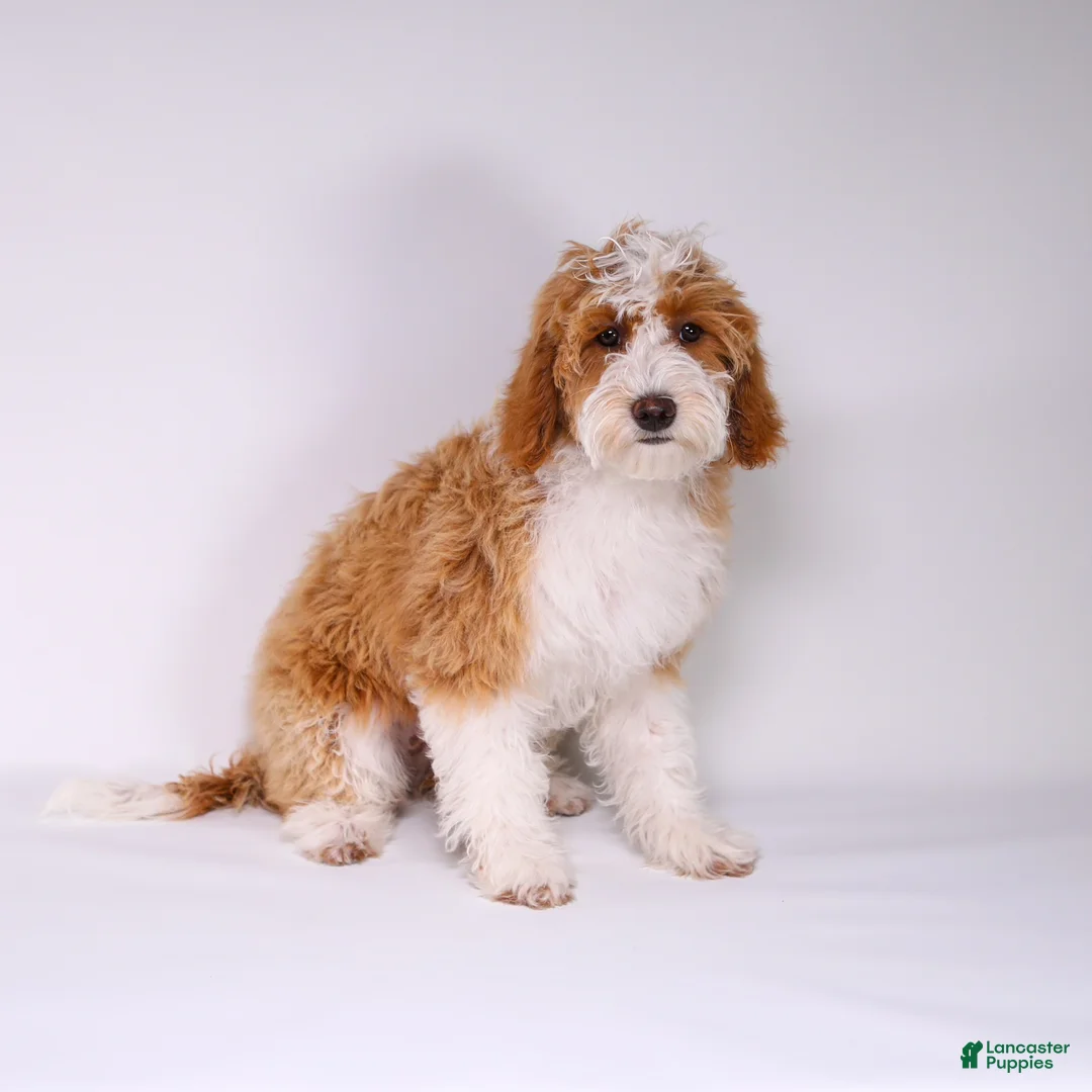 Mini Goldendoodle dogs for sale: Sabrina - Ad 3