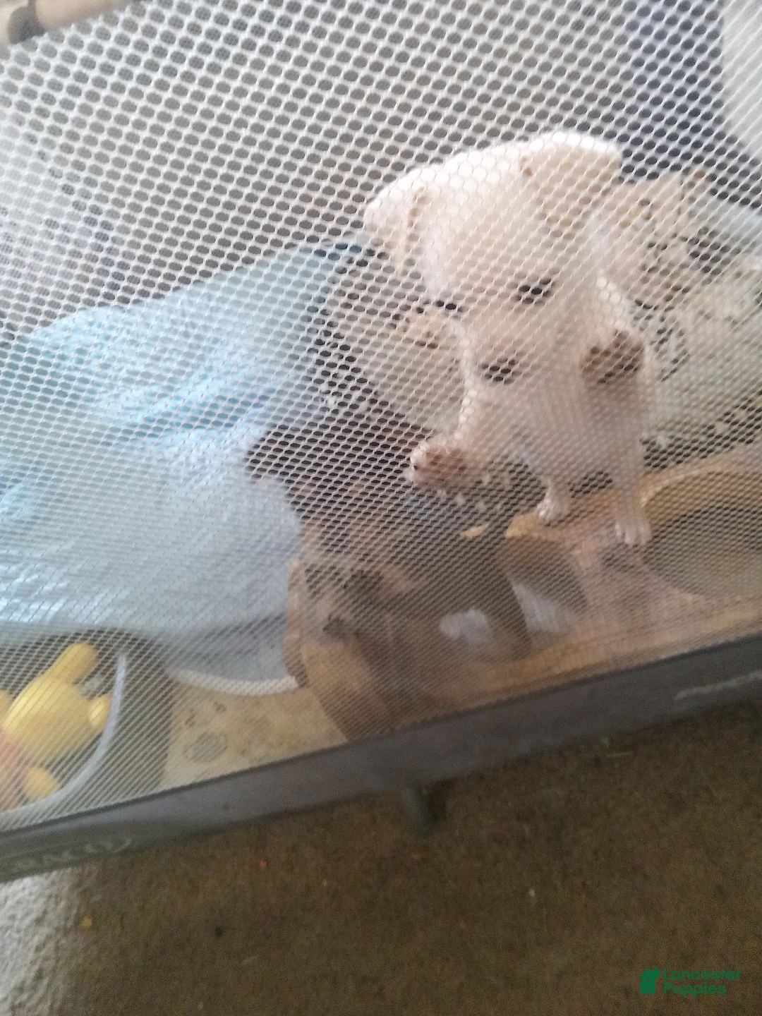 Chihuahua dogs for sale: Chihuahua Puppy 2 - Ad 2