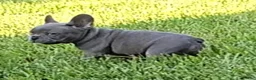 French Bulldog dogs for sale: Felix - Ad 4