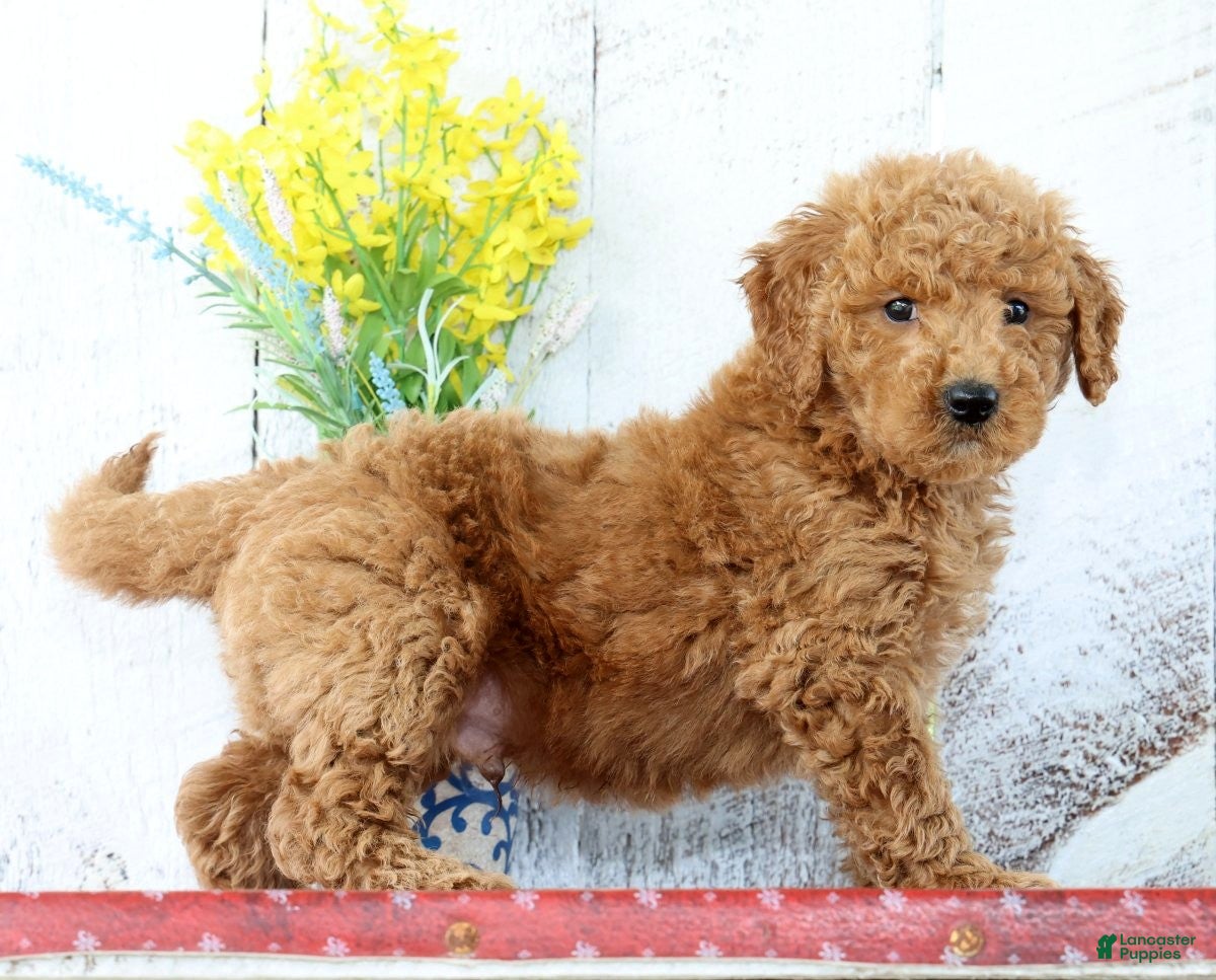 Mini Goldendoodle dogs Kaden - Ad 2