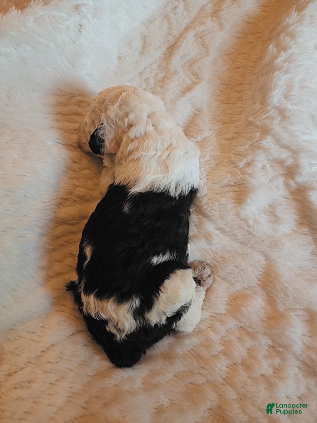 Mixed Breed dogs for sale: Marigold - Ad 5