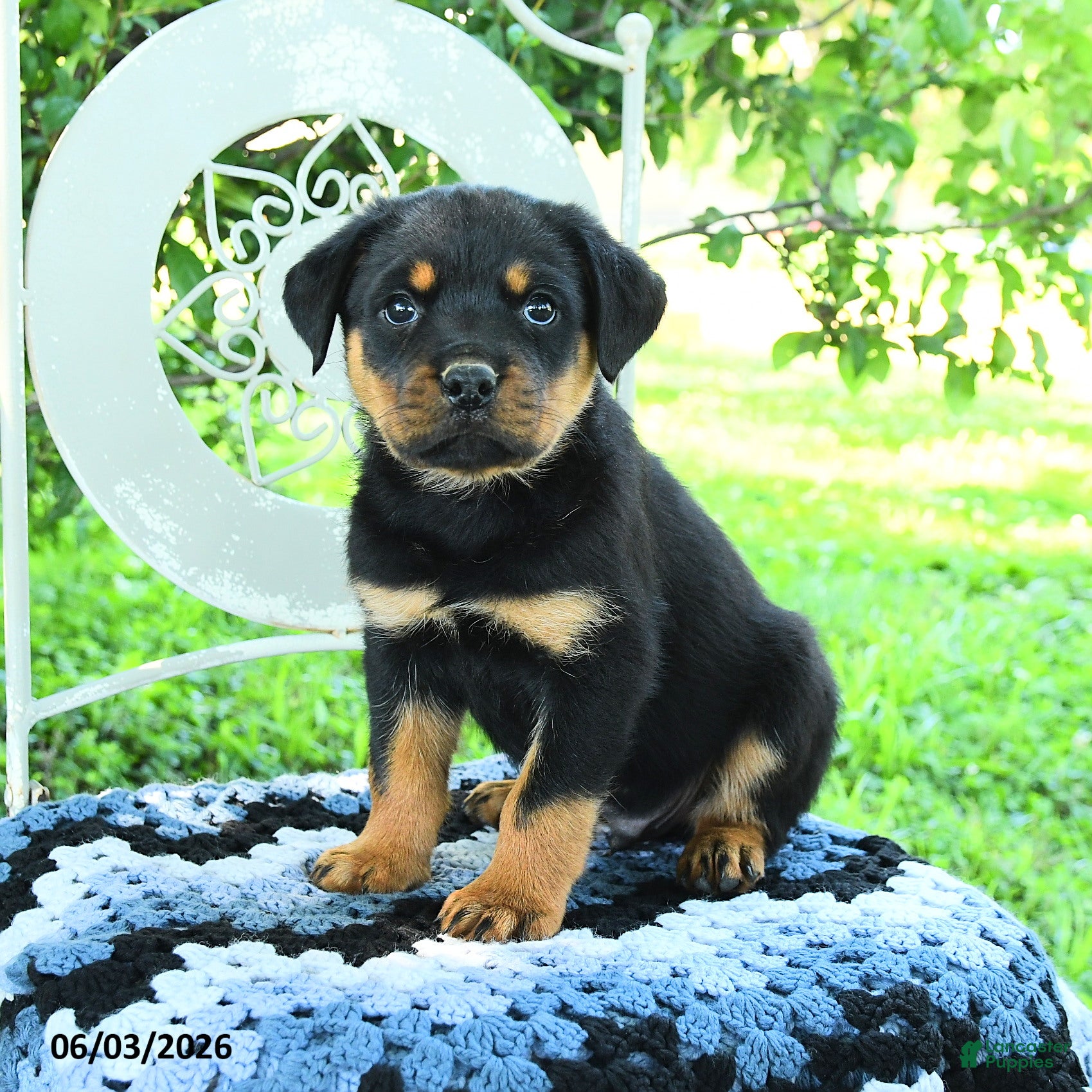 Rottweiler dogs for sale: Julian - Ad 3
