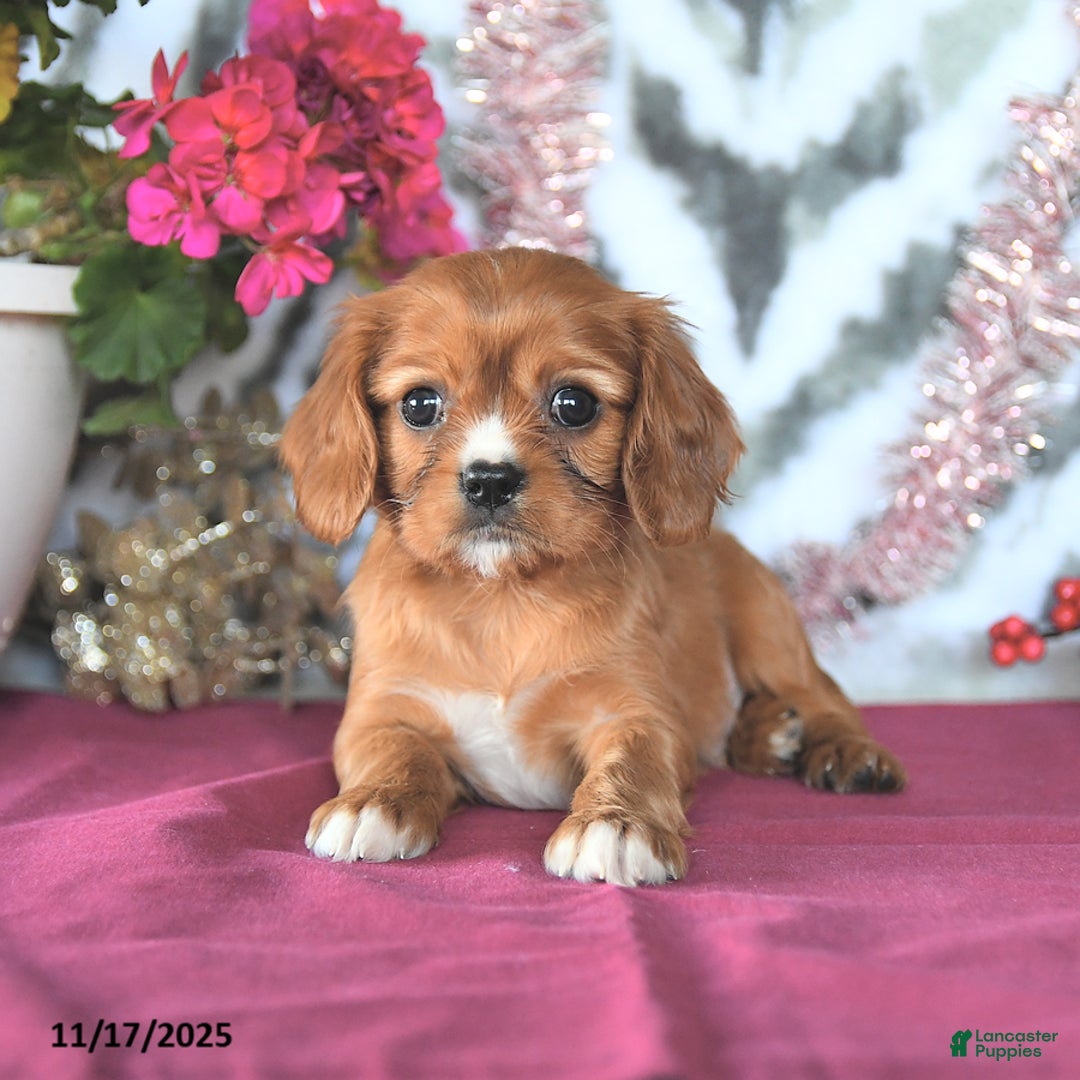 Cavalier King Charles Spaniel dogs for sale: Dewey - Ad 3