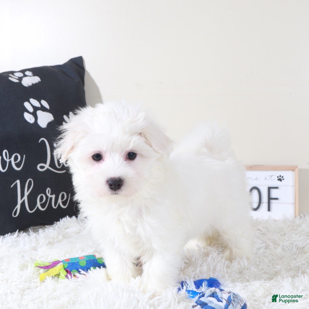 Maltese dogs Maltese Puppy Baloo - Ad 5