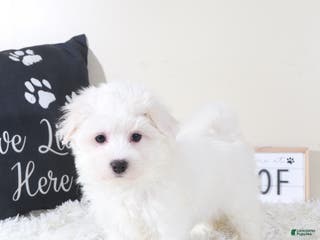 Maltese dogs Maltese Puppy Baloo - Ad 20