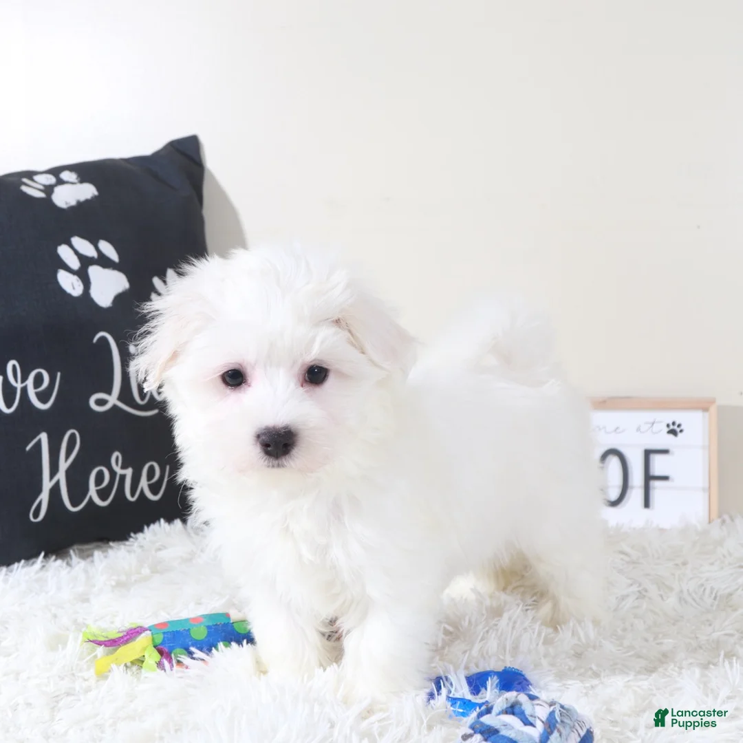 Maltese dogs for sale: Maltese Puppy Baloo - Ad 1