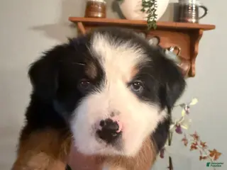 Miniature Australian Shepherd dogs Girl 2 - Ad 2