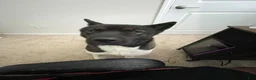 Akita dogs for sale: Akita 1 - Ad 8