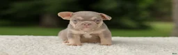 French Bulldog dogs for sale: Denver - Ad 9