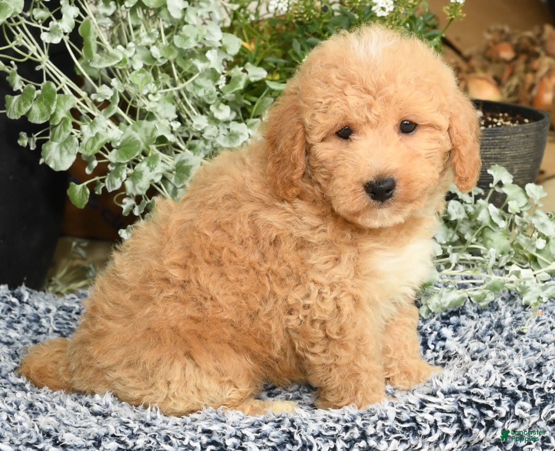 Bichpoo dogs for sale: Shawn - Ad 9