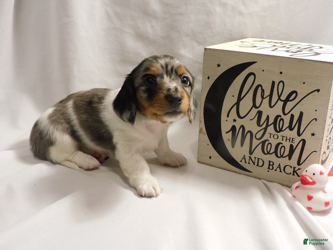 Miniature Dachshund dogs for sale: LMA's ChampionDoxie Snoop Dogg - Ad 35