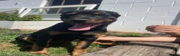 Rottweiler dogs for sale: Nala - Ad 4