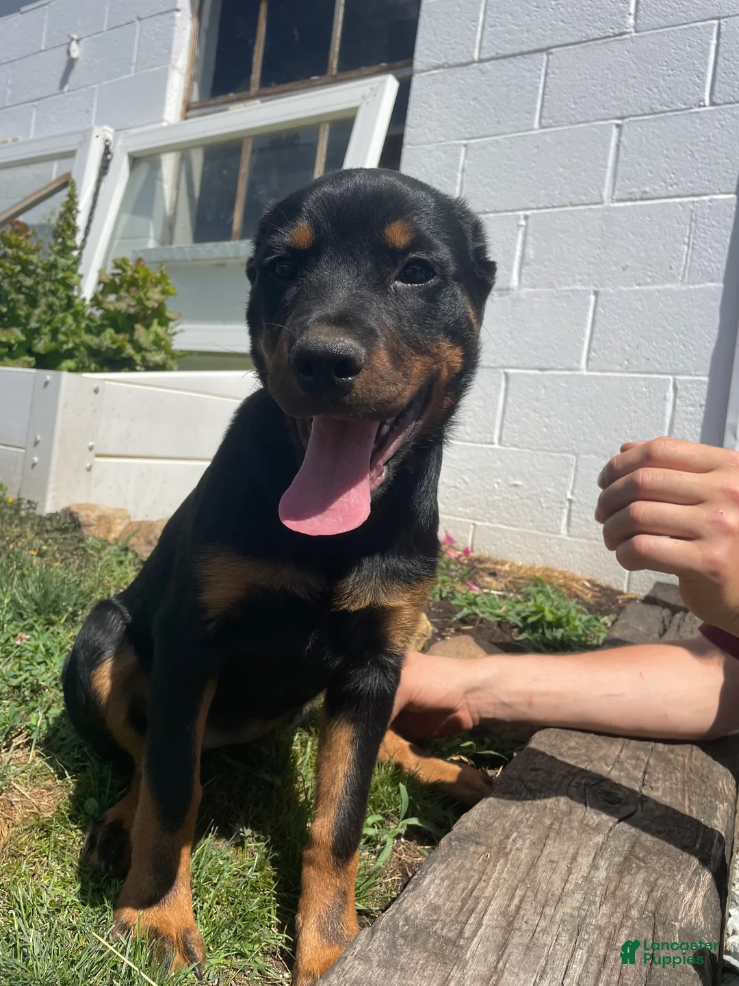 Rottweiler dogs for sale: Nala - Ad 4