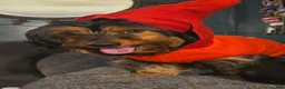 Mixed Breed dogs for sale: Lily - Ad 22