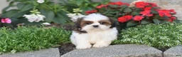 Shih Tzu dogs for sale: Becky - Ad 7